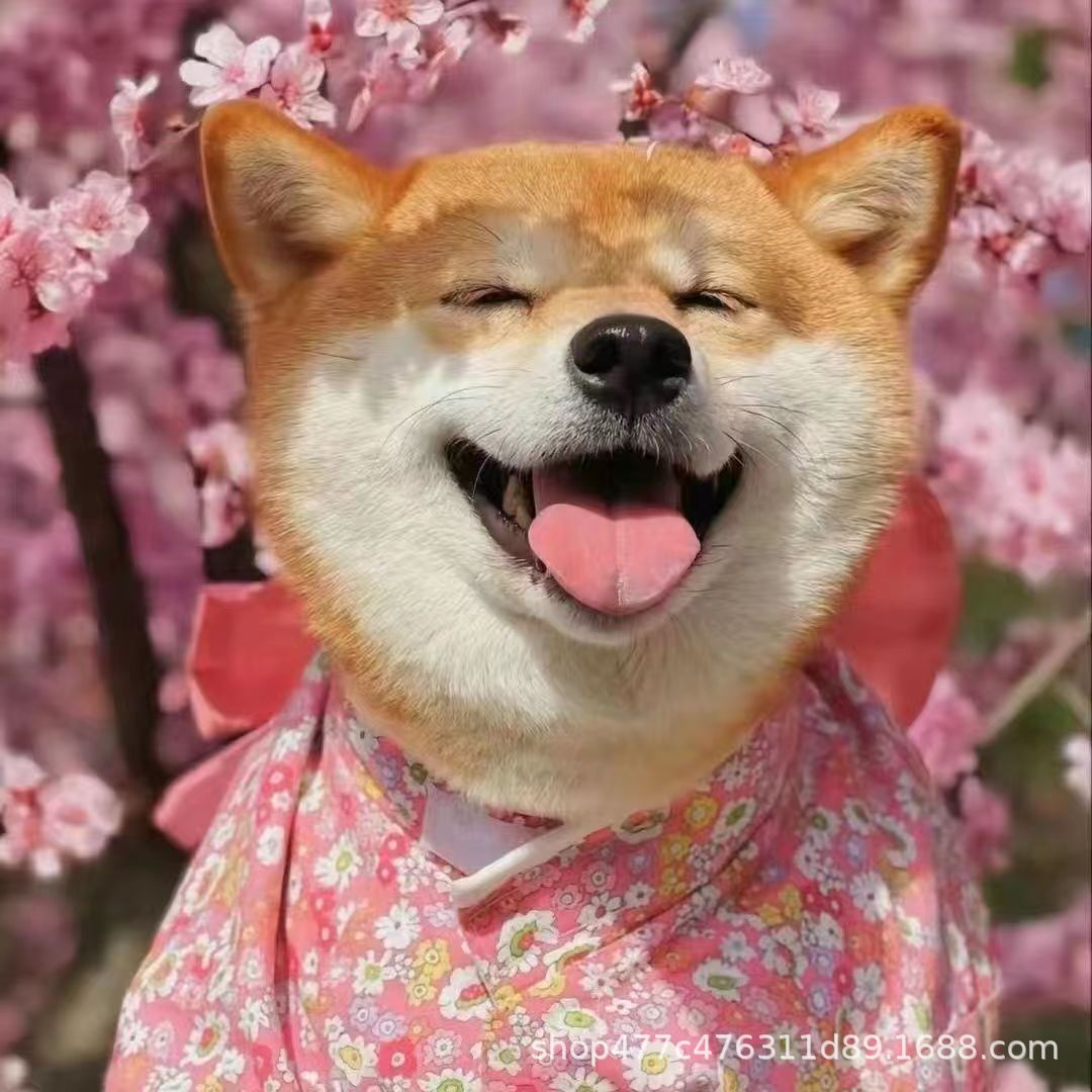 批发纯种日本柴犬伴侣犬幼犬活体狗狗豆柴宠物犬小型护卫犬宠物狗