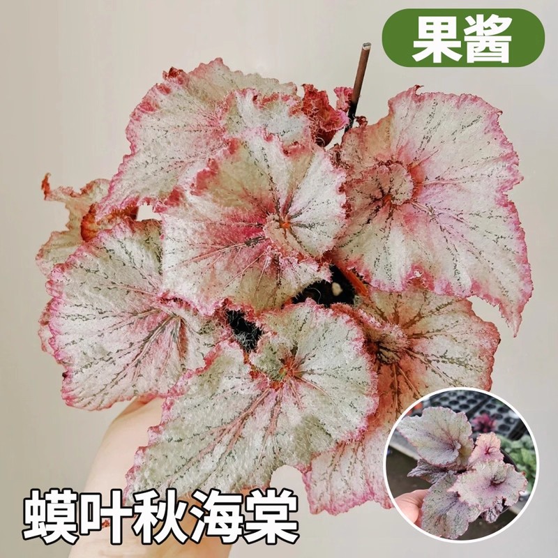 [pink toad leaf begonia] jam