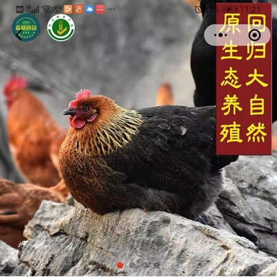 福言长贵州大山母鸡乌鸡土鸡散养老公鸡烧毛处理净重3-4斤发顺丰|ms