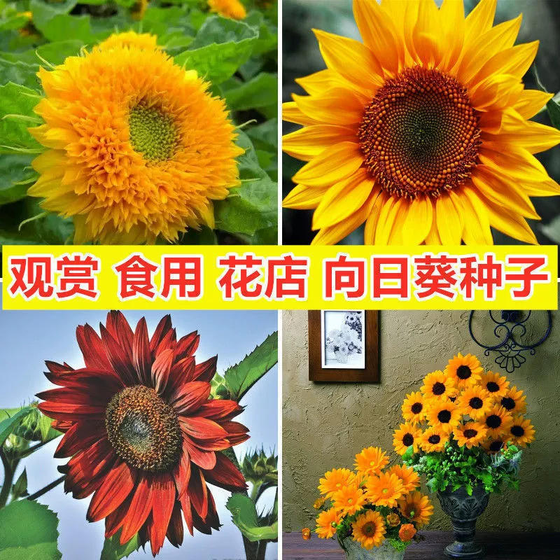 Декоративные семена подсолнечника Съедобные большие семена подсолнечника Мини-Подсолнечник Легко выращивать Живые семена цветов Плюшевый мишка