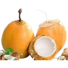 海南带皮黄金椰产地直发黄皮椰子包邮新鲜水果黄金椰一件代发