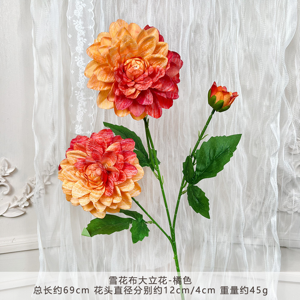 YG-Bông tuyết Dahlia-Cam
