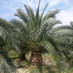 �F؛�����������L�~�̿� �U��0.5�׿���2.5�׎����� �е��G����ľ