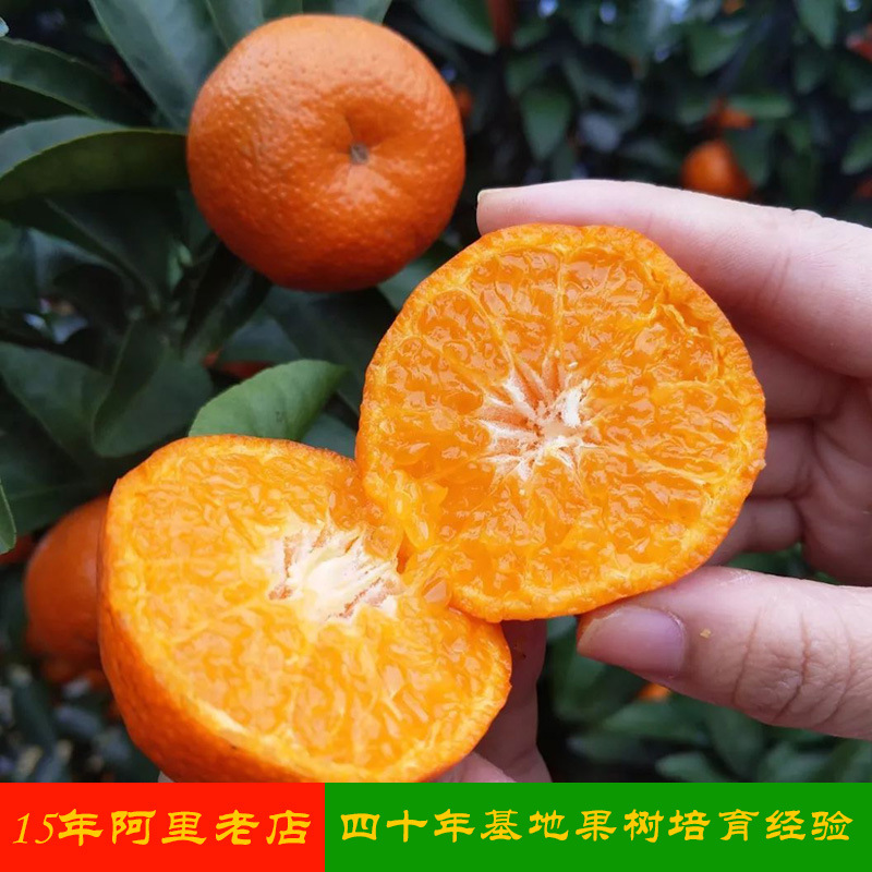 湖南果树苗批发早熟沙糖桔苗无核砂糖桔苗桔树苗果苗柑橘新品种