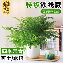 �F��ާ����ˮ��ֲ������՚�����҃�����ާ��҃Ⱥ��B�^�~����