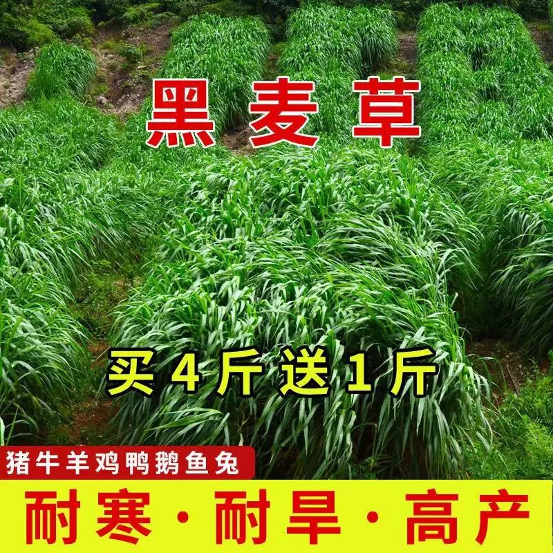 Импортные кормовые семена многолетних семян райграса четырех сезонных посев морозостойких высокой урожайности, овец, свиней, гусей, кролика, карпа семена травы
