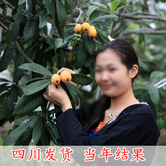 枇杷树苗无核砂糖枇杷苗树无籽琵琶嫁接果树苗特大庭院种植枇杷树