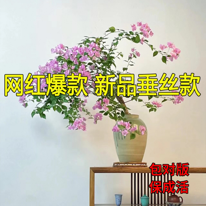 [신상품 핫세일] 드롭 와이어 Zixia (매칭 버전 포함)