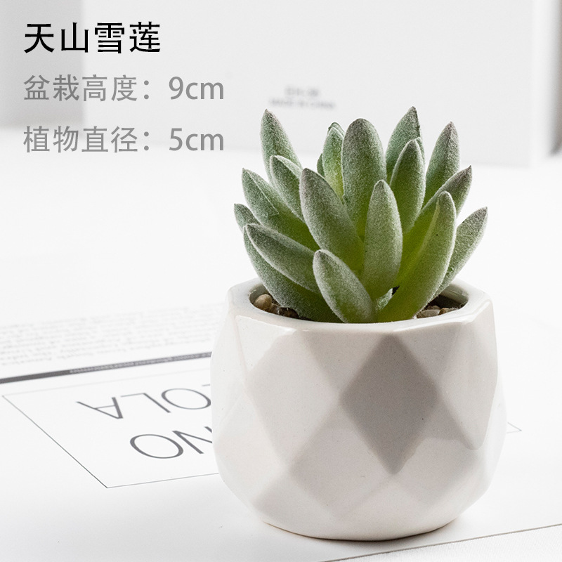 천산 눈연꽃 + 세라믹 분지