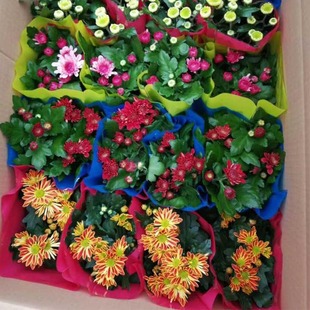 �ջ����Ԏ�����������¾�ǧ�^���ļ��_������M�ں��m�Շ��c�ջ�