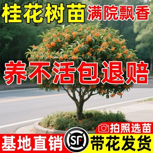 𻨘¹ͥԺeشļGļֲ