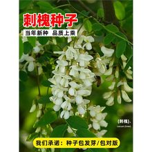 ̻No¹ѲݷN׻̻㻨뻱󻱻N