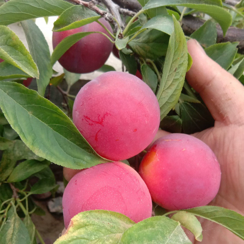 Саженцы сливы Сычуаньской хрустящей сливы Саженцы сливы Санхуа Посадка саженцев сливы в Южном и Северном Китае