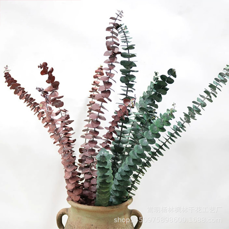 Amazon cross-border preserved flowers eucalyptus leaves copper coin…