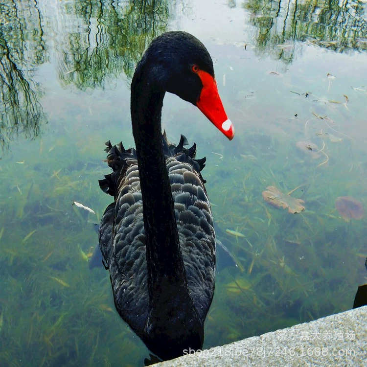 Черный Лебедь Живой декоративный саженец водоплавающих птиц Декоративная утка Moe Pet Garden Прокат Выставка Черный Лебедь Живые щенки