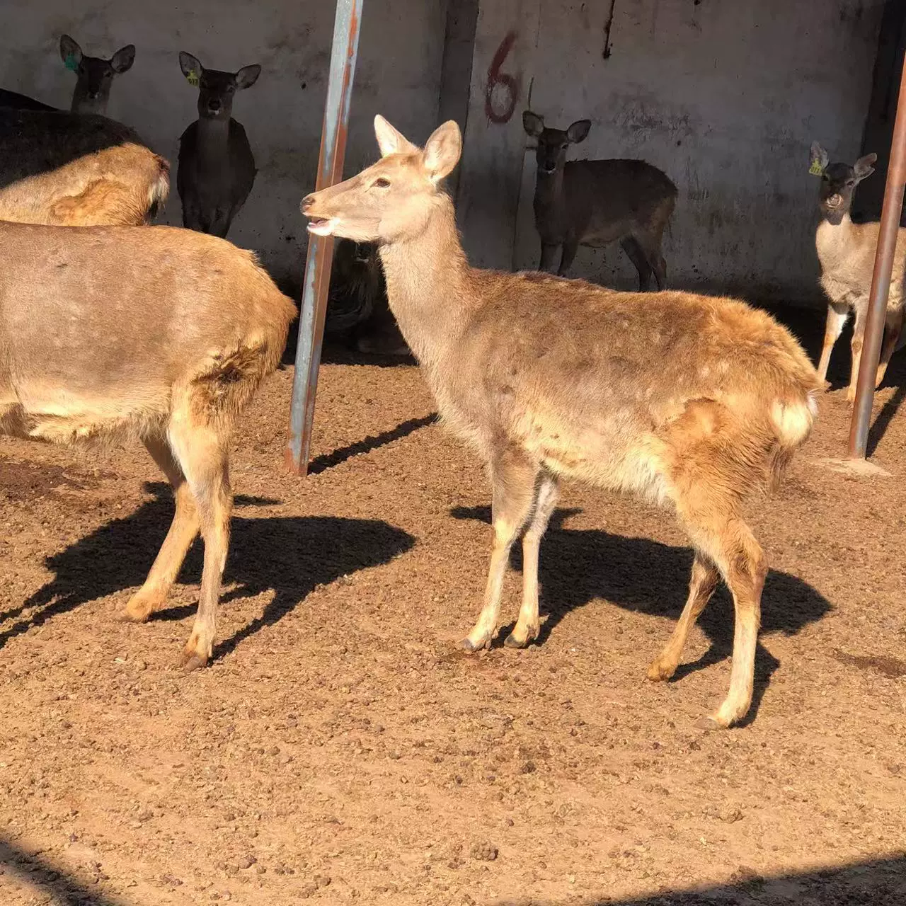 Взрослый живой пятнистый олень Персональный пятнистый олень разводит пятнистый олень рассада цена интерактивный пятнистый олень для продажи переработка