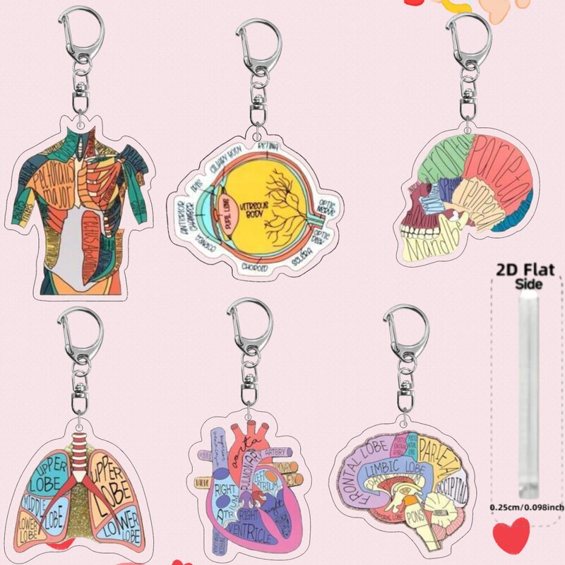 Acrylic Useful Body Organs Letters Throat/Stomach/Gut/Heart/Brain/Lung Medical Theme Keychain