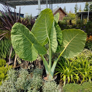 �������ֲ�� ��Ұ�� �����M���^�pֲ�� �ɶ��G��������ľֲ��