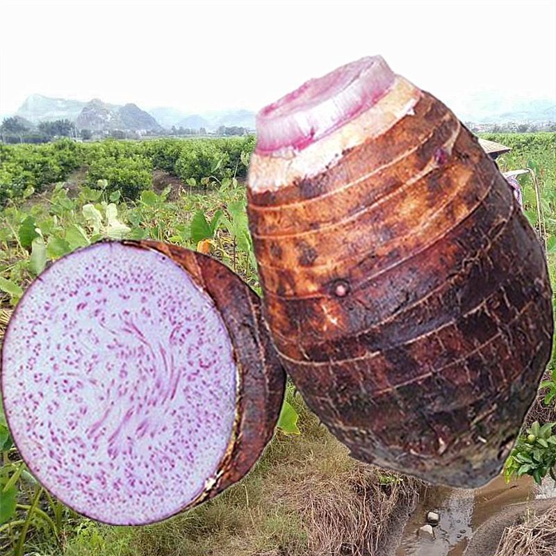 Taro fresh Li Riverside Season Taro Guangxi Wisteria Li Riverside Fragrant taro One piece On behalf of