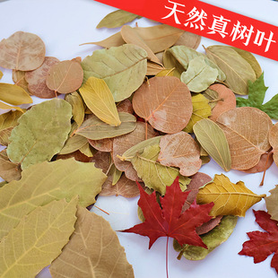 ��Ȼ���~�ɻ��~�ӕ���ֲ��ƴ�N���˱��Ĕz���߱����׃��@diy���~