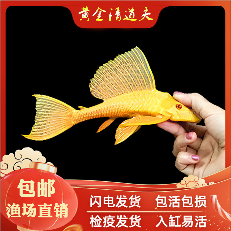 Qingdao Fish Red Eye Queen Big Sailing Fish Tank Cleaner Cleaning…