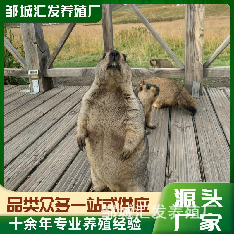 Модная милая белка для взрослых, дрессированная и послушная, для наблюдения в парке, домашний милый питомец в наличии.