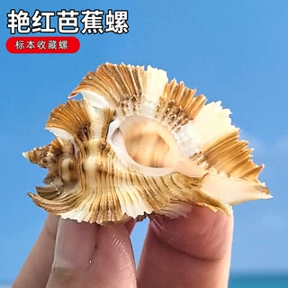 艳红芭蕉螺天然海螺贝壳稀有标本收藏螺家居装饰摆件鱼缸造景摄影