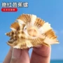 天然家居摄影收藏芭蕉