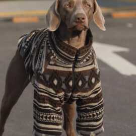 狗狗两脚保暖衣服大型犬金毛边牧威玛冬季加棉加厚棉复古棉衣服