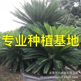 ���l���^�F��r�� �������u�F�� �F���辰��r�U��1�״��F��