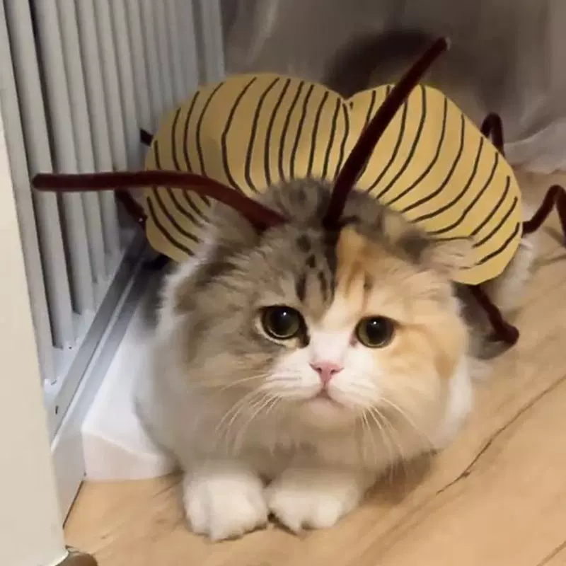 纯情猫咪蟑螂衣服 宠物cos装扮衣服搞怪手工diy扭扭棒材料包