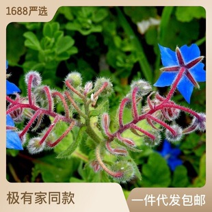 ɢ�b�����ķN�� ��Դֲ�� �߲˟��˼�������ϵ��{ζ�N�����l