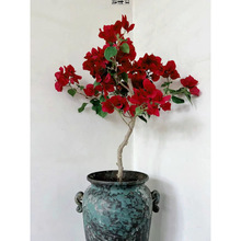 �ڻ�����÷���Ի����Ϙ�ֲ���̨ͥԺ����÷������÷�ļ��_�����