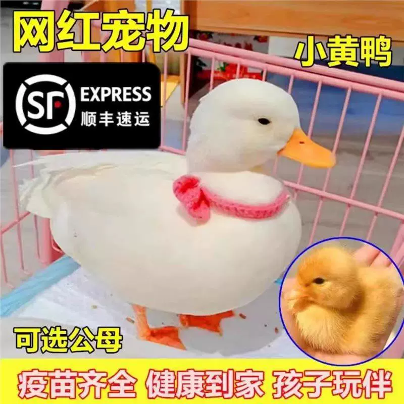 Koer утка живая утка живая домашняя сеть красная желтая утка кода утка живая утка питомца
