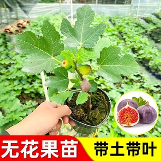 丰产黄无花果树苗波姬红芭劳奈大果新品耐寒盆栽苗巨型耐寒-5℃