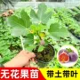 丰产巨型新品盆栽树苗