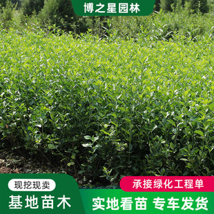 Arborvitae Seedlings Wholesale Greening Seedlings Color Block Hedge and Road Decoration Large Quantity and Preferential Four-Season Evergreen Arborvitae Seedlings