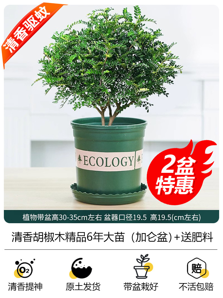 [화분 2개 특가] 6년근 모기향 + [갤런 화분 2개] + 비료 2개 무료 + 세람사이트