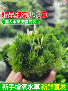 Green Chrysanthemum Grass Oxygenated Lazy Spherical Aquatic Plants, a Complete Set of Betta Fish Tank Landscaping Without Bottom Sand to Purify Water Quality