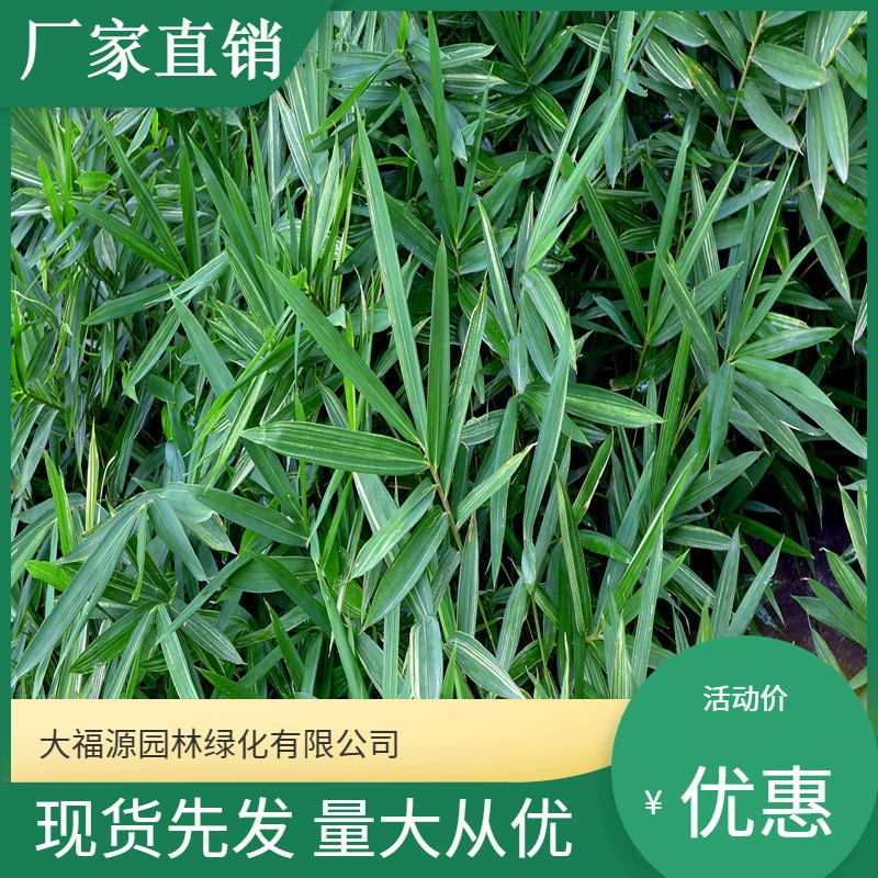 Оптовые скидки на большие объемы белых бамбуковых саженцев, ландшафтных дорожек, саженцев для садоводства и озеленения.