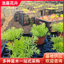 金叶佛甲草小苗 黄金条 绿叶佛甲草 宿根花卉批发屋顶 黄金条方盘