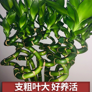 水培节节高转运富贵竹植物水养带根土培开运龙竹室内大型绿植盆栽-阿里巴巴