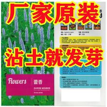 藿香种子大茴香可驱蚊霍香正气香草籽鱼香草阳台盆栽易种蔬菜种子