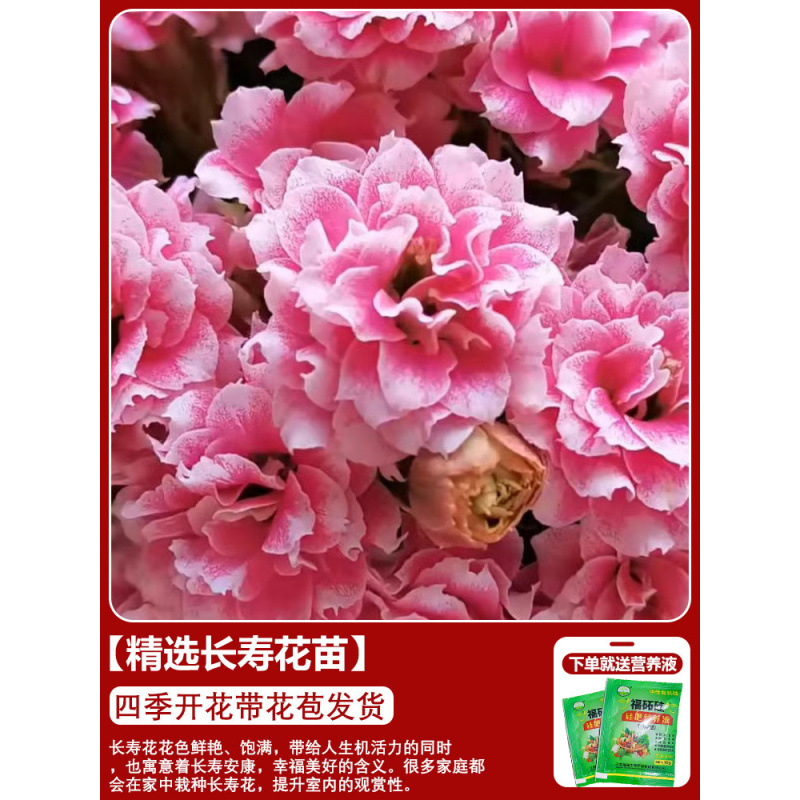 Flores de larga vida en maceta de doble pétalo, zorro dorado, gran flor con brotes de flores y plántulas, flores de interior en todas las estaciones, fáciles de cultivar.