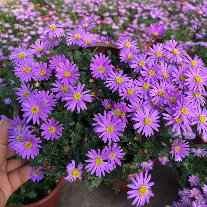 Саженцы герберы в горшках для балкона и двора, цветут круглый год, легко выращиваются многолетние цветы герберы.