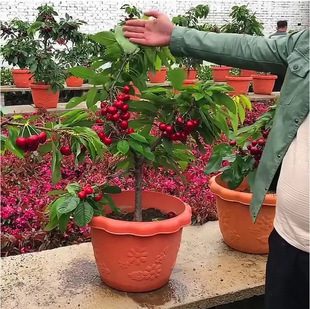 ܇���ә��Ҙ���޽������Ե��d����Y���Ϸ������Nֲ����ҹ�����