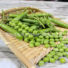 豌豆荚 豌豆荚品牌 图片 价格 豌豆荚批发 阿里巴巴