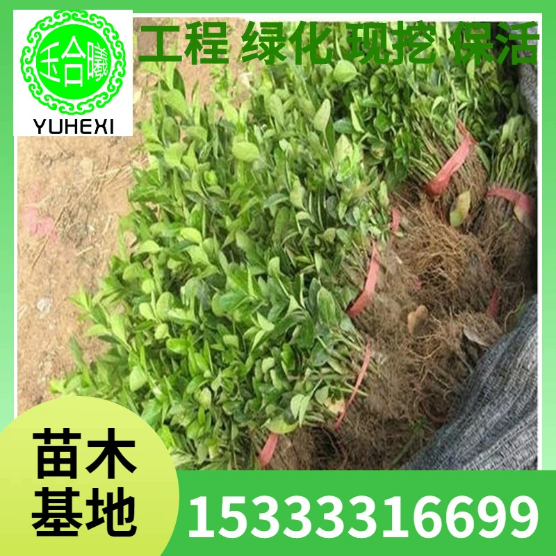 Товары для детских садов, зеленение рассады, рассада ореха, четырехсезонные вечнозеленые саженцы для забора, лиственные растения для забора, скидки на большие объемы.