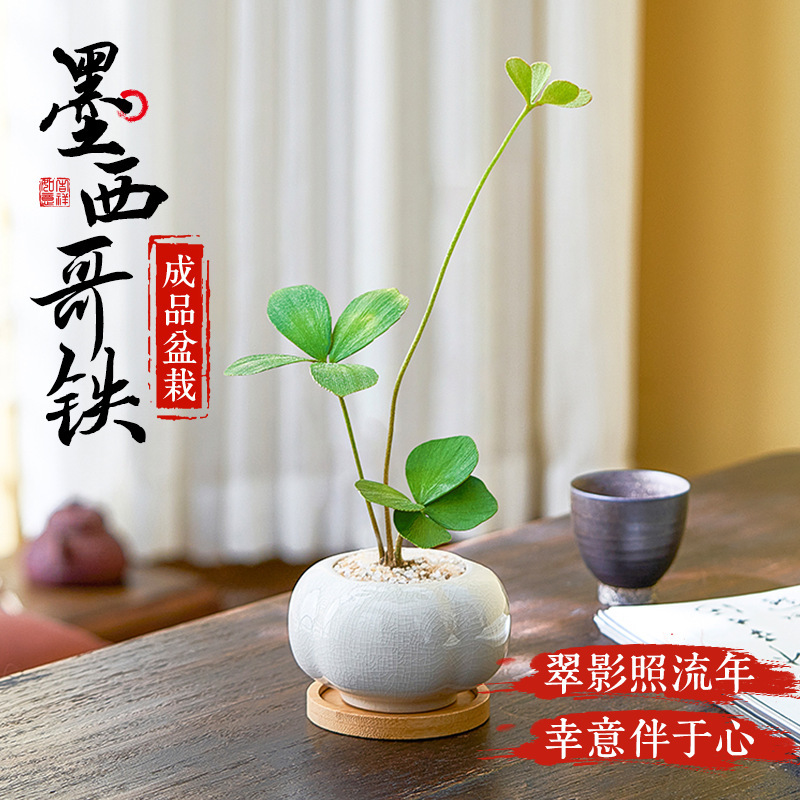 Mexican Ironwood Lucky Four-Leaf Clover Green Plant Small Potted Plant Office Desktop Flower Plant Indoor Potted Plant Easy to Care for Mexican Ironwood Lucky Four-Leaf Clover Green Plant Small Potted Plant Office Desktop Flower Plant Indoor Potted Plant Easy to Care for