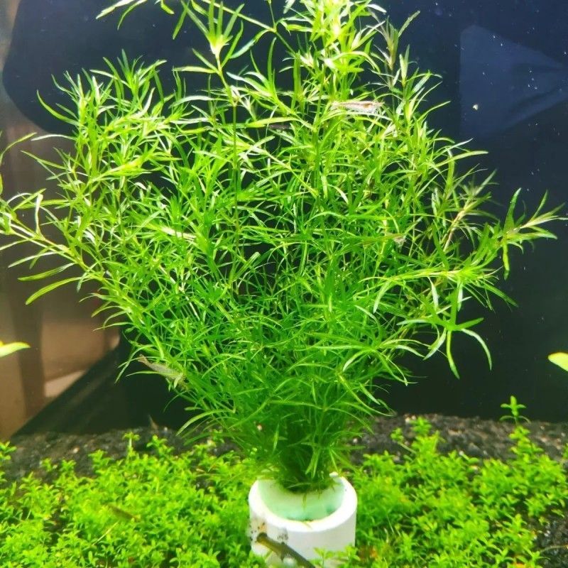 대나무풀 10개 [자석링 1개 포함]